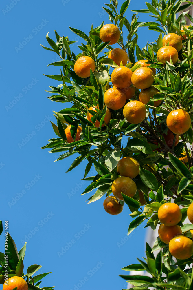 Ripe of fresh juicy orange mandarin in greenery on tree branches. Natural outdoor food background. Tangerine sunny garden with green leaves and citrus fruits. Ripe of fresh juicy orange mandarin in greenery on tree branches. Natural outdoor food background. Tangerine sunny garden with green leaves and citrus fruits.