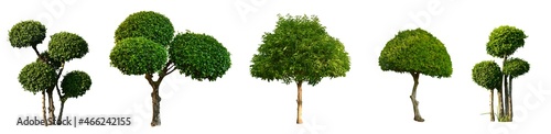 Isolated bullet wood trees and streblus asper trees with clipping paths. photo