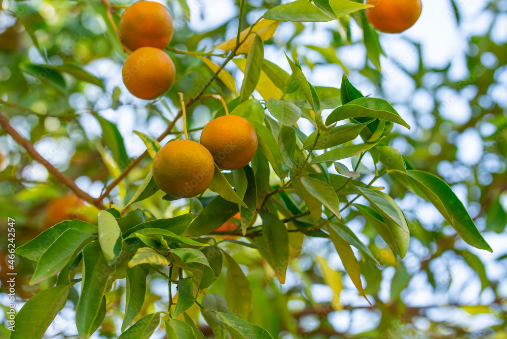 Ripe of fresh juicy orange mandarin in greenery on tree branches.  Natural outdoor food background. Tangerine sunny garden with green leaves and citrus fruits.