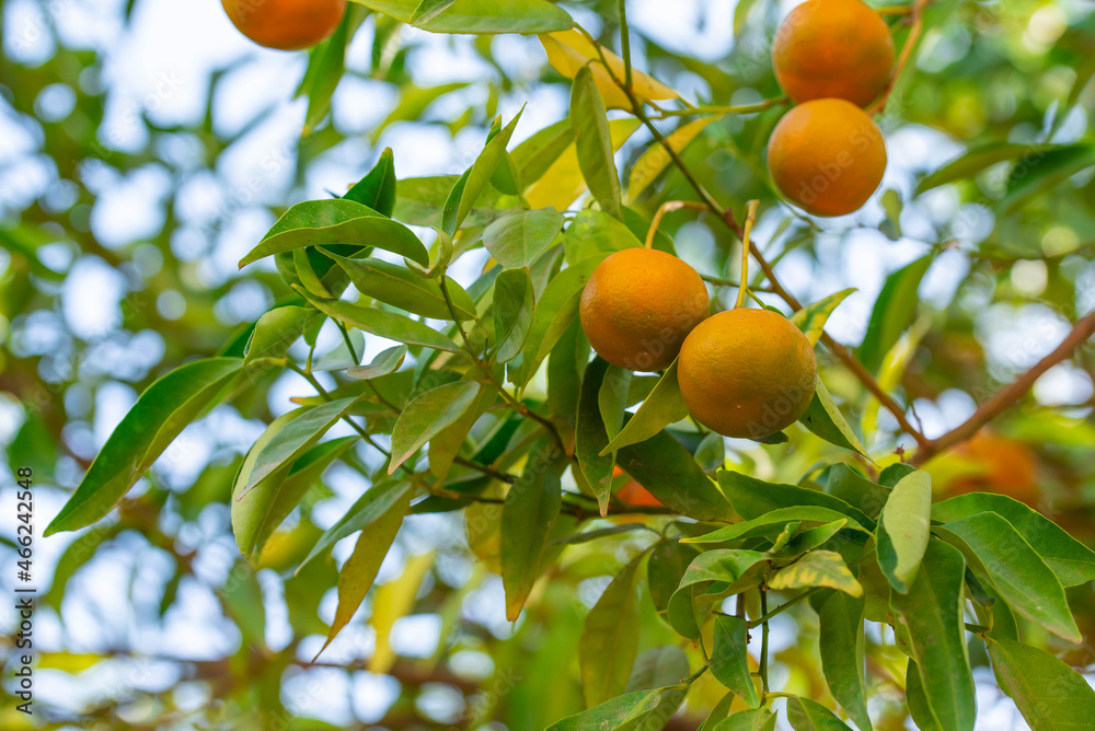 Ripe of fresh juicy orange mandarin in greenery on tree branches. Natural outdoor food background. Tangerine sunny garden with green leaves and citrus fruits. Ripe of fresh juicy orange mandarin in greenery on tree branches. Natural outdoor food background. Tangerine sunny garden with green leaves and citrus fruits.