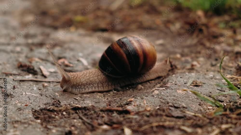 Snail crawling on the ground. Concept: nature, fauna, environment, ecosystem, biology, Insects. Snail crawling on the ground. Concept: nature, fauna, environment, ecosystem, biology, Insects.