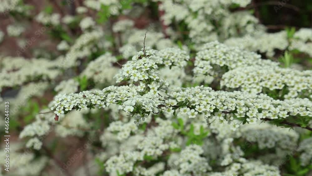 White flowers on a branch of meadowsweets (Spirea Arguta) or steeplebushes sway in the breeze. Selective focus. Natural plant background. Spring. White flowers on a branch of meadowsweets (Spirea Arguta) or steeplebushes sway in the breeze. Selective focus. Natural plant background. Spring.