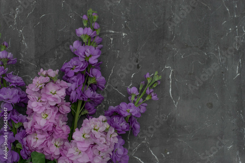 Bouquet of purple spring flowers on wall background. Copy space. Mathiola flowers.