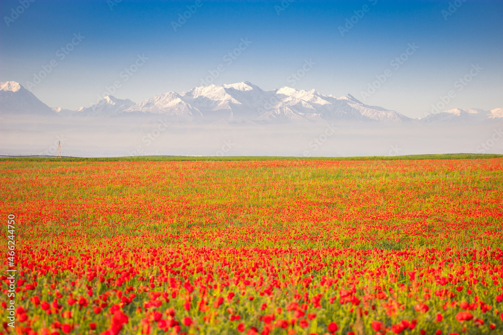 Spring is a great time of the year when poppy fields are blooming and high snowy mountains in the background, a beautiful panoramic view and landscape