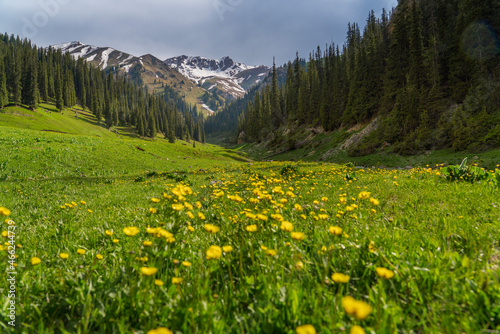 Blooming buttercups in the mountains, harmony with nature. © Нурсултан Аттокуров