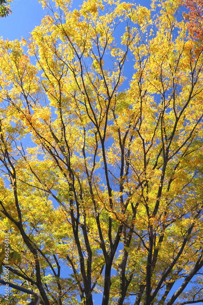 公園の黄葉の欅と青空