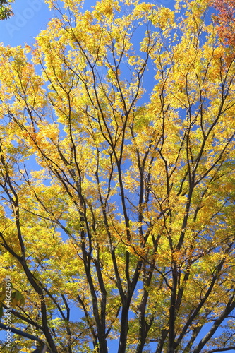 公園の黄葉の欅と青空