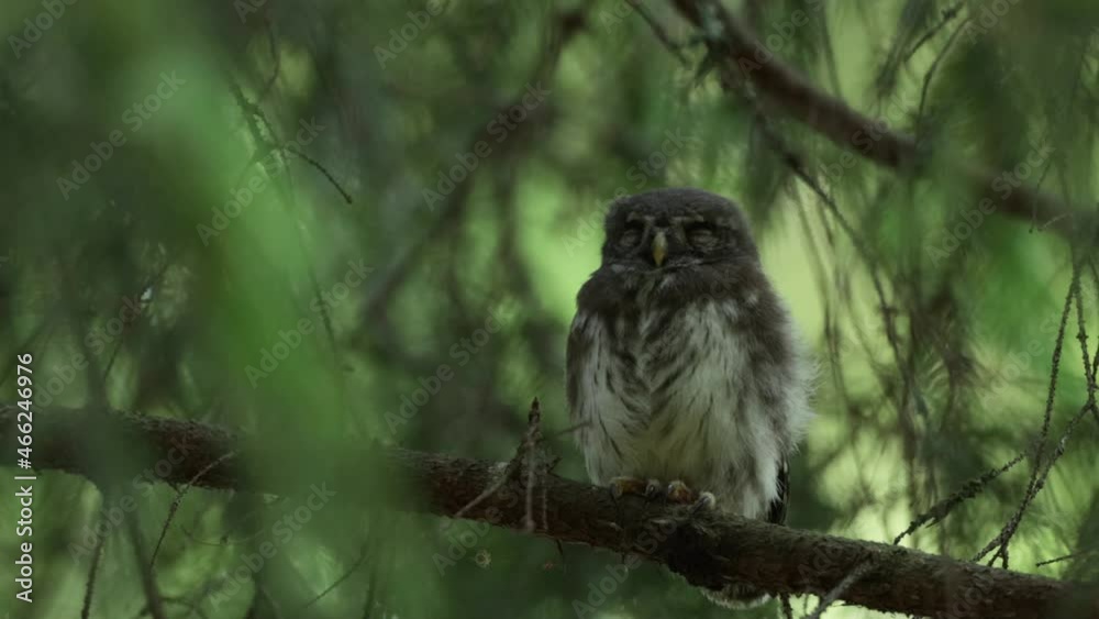 Small Eurasian pygmy owl, Glaucidium passerinum chick sitting on an European spruce branch and sleeping in Estonian boreal forest. Small Eurasian pygmy owl, Glaucidium passerinum chick sitting on an European spruce branch and sleeping in Estonian boreal forest.