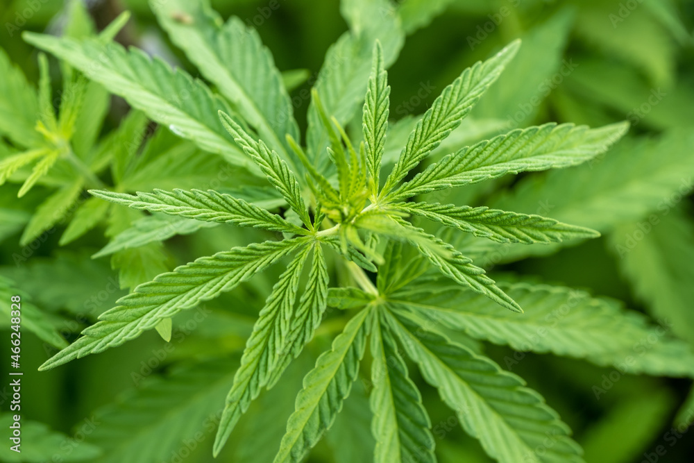 Young cannabis plants. Green background of marijuana leaves. Young cannabis plants. Green background of marijuana leaves.