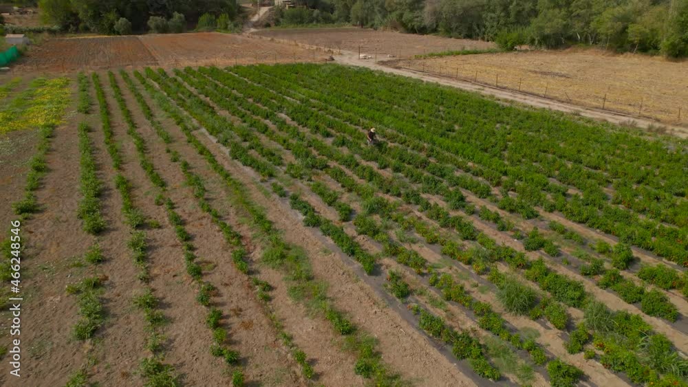 Aerieal view of a farmer working on his vegetable patch, taking peppers