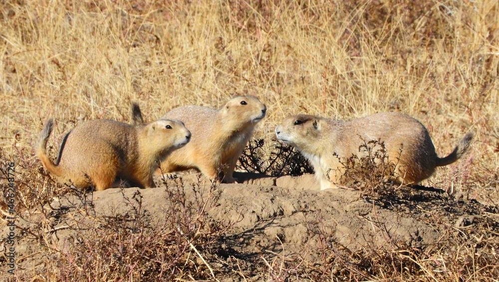 Fototapeta premium close up of three black-tailed prairie dogs on top of their burrow at the rocky mountain arsenal wildlife refuge in commerce city, near denver, colorado 