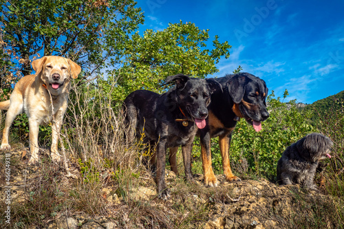 Mixed pack of happy dogs enjoying the sunride during their morning walk