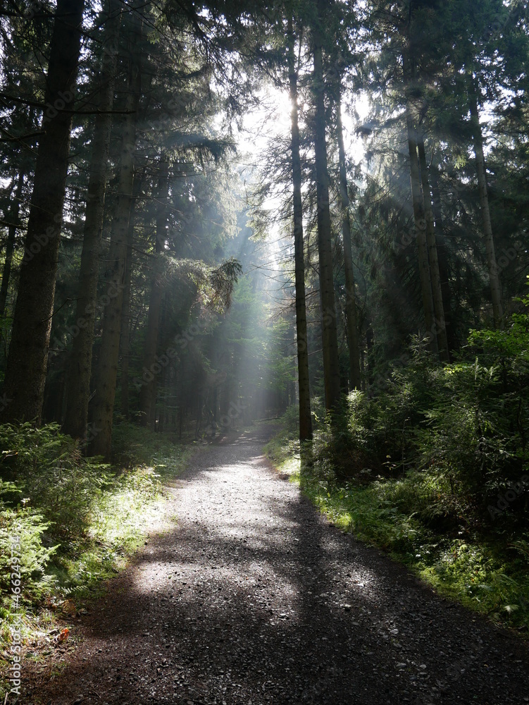 Obraz premium Sunbeams in the forest in the Giant Mountains in the Czech Republic