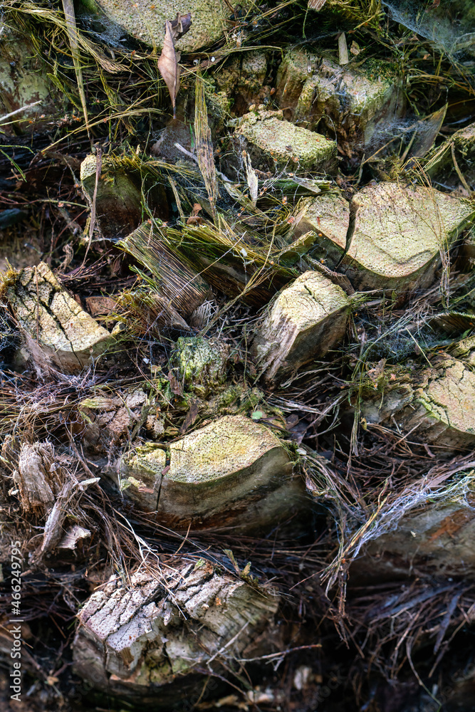 Fototapeta premium Palm tree trunk