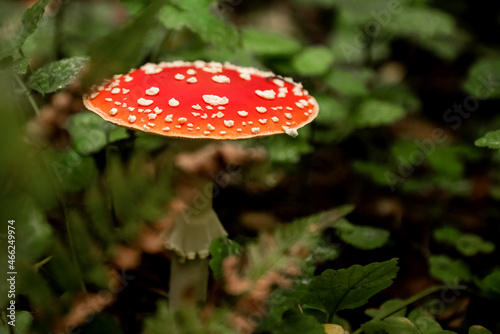 Amanita or fly agaric mushroom with white spots on red cap grows in the forest. Dangerous poisonous mushroom