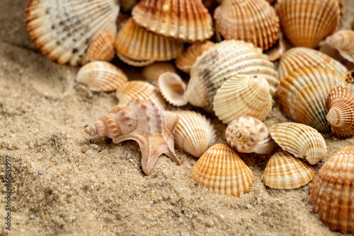 Variety of eashells on sand summer background