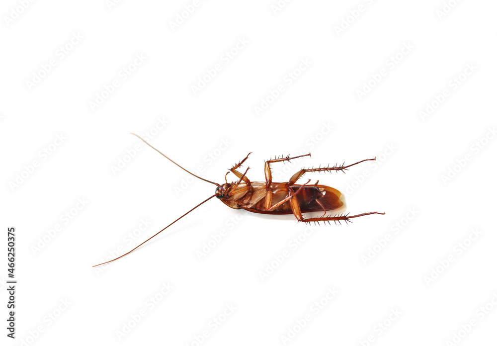 Close-up of a cockroach lying on its back, legs pointing up on a white background. Isolated. Close-up of a cockroach lying on its back, legs pointing up on a white background. Isolated.
