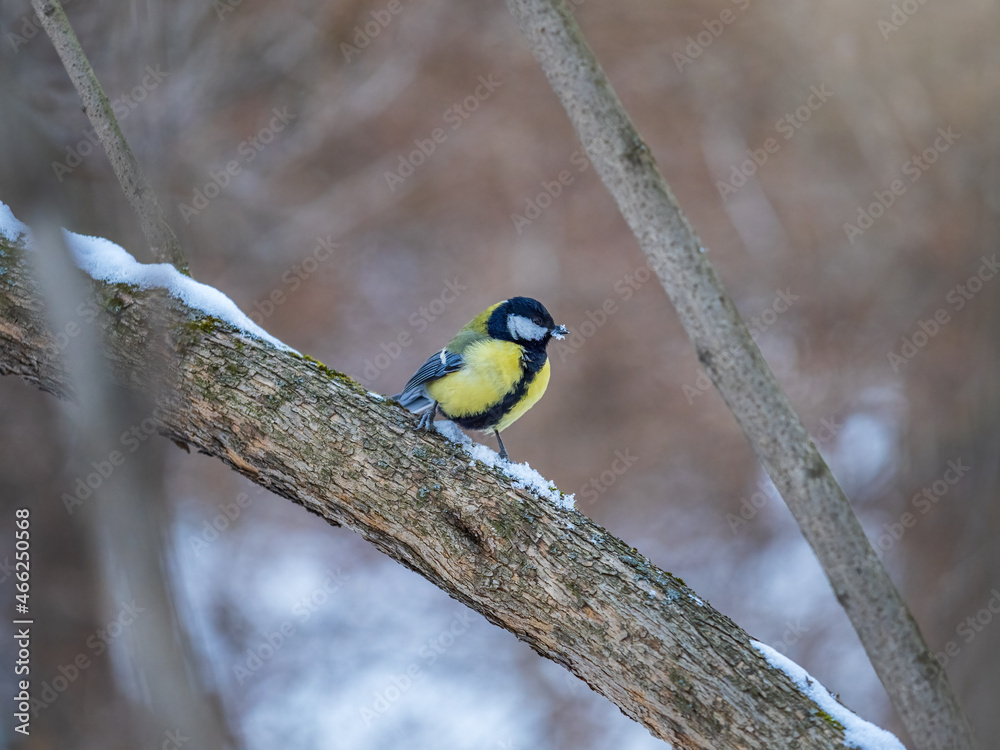 Obraz premium Cute bird Great tit, songbird sitting on a branch without leaves in the autumn or winter.