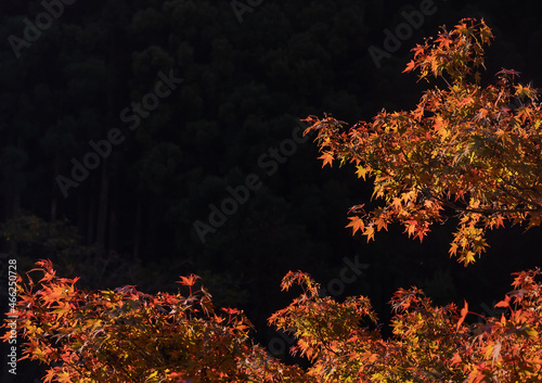 Autumn season beautiful tree morning time with sunlight. Okutama Japan