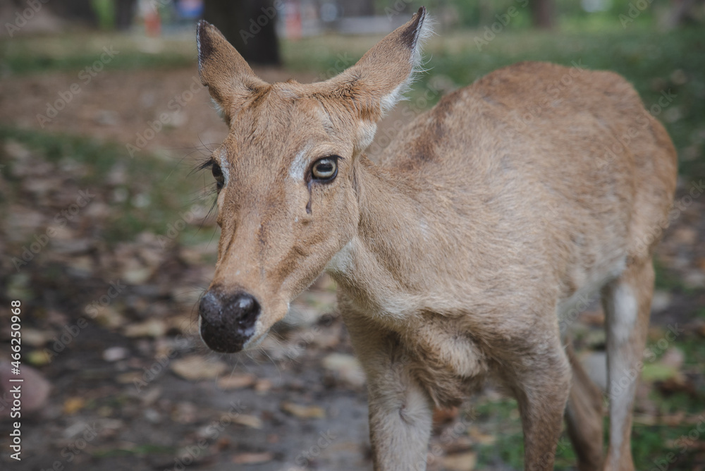 An adorable red deer in the green forest.
An adorable red deer in the green forest.