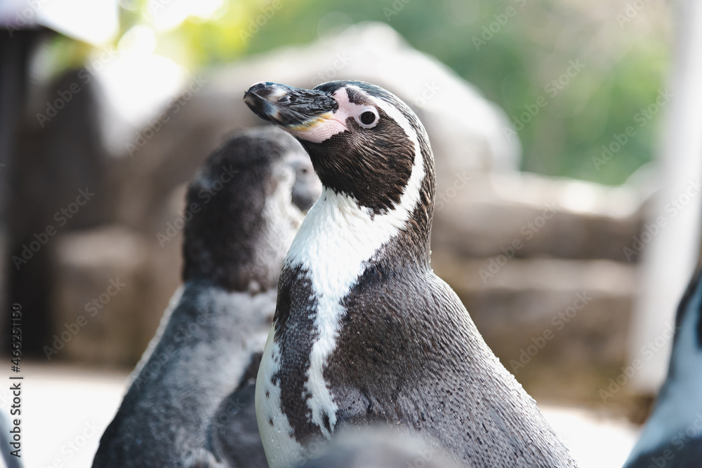 Naklejka premium African adorable penguin or Spheniscus demersus also known as the jackass penguin and black-footed penguin. which stay in African.