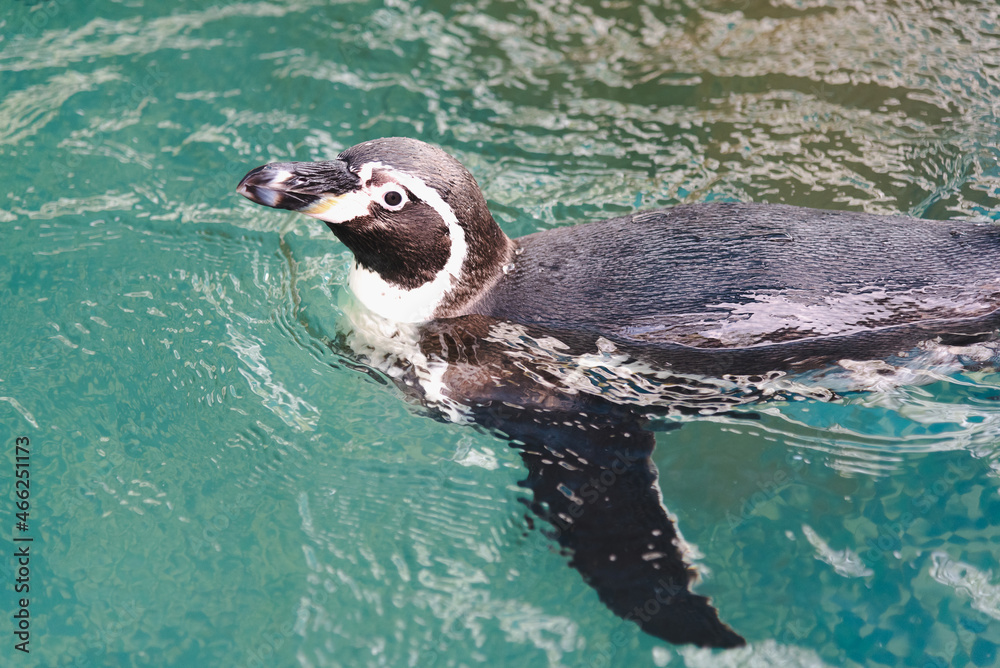 Naklejka premium African adorable penguin or Spheniscus demersus also known as the jackass penguin and black-footed penguin. which stay in African. 
