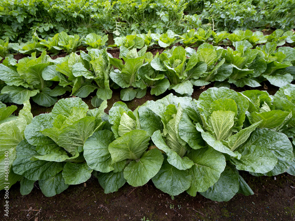 Chinese cabbage field in Japan Chinese cabbage field in Japan