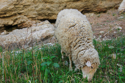 Sheep enjoy eatting in grazing on a green field. It's happy. photo