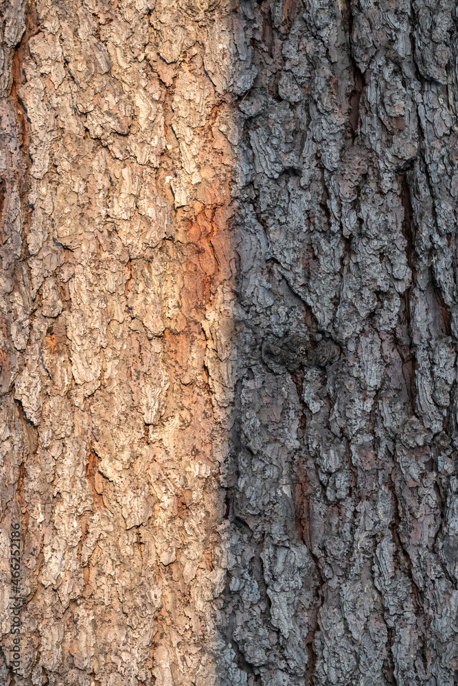 Obraz premium Old wood pine bark texture or background.