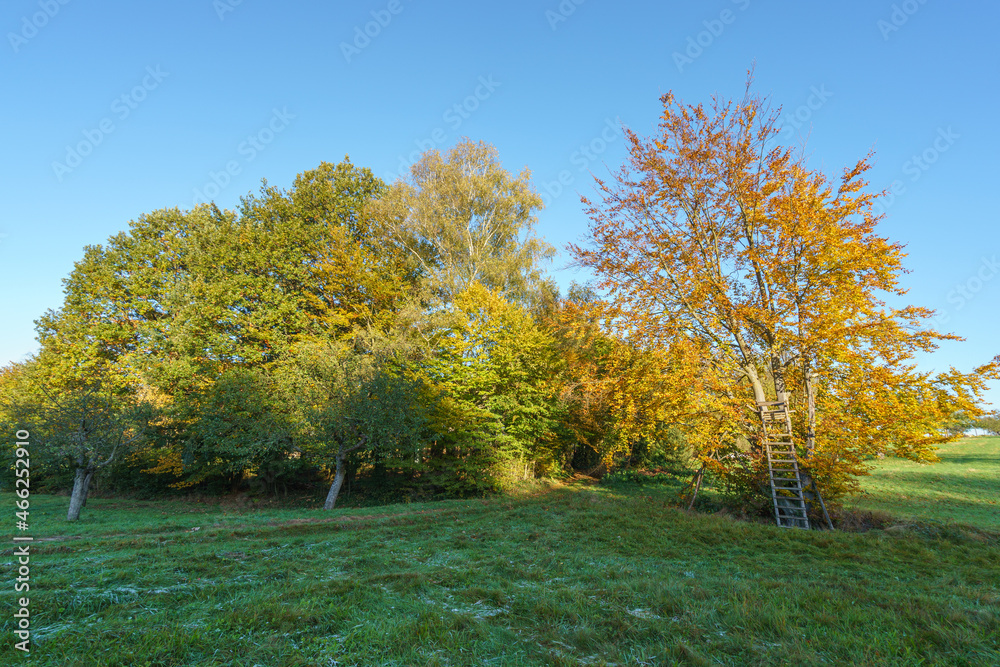Naklejka premium Streuobst im Herbst