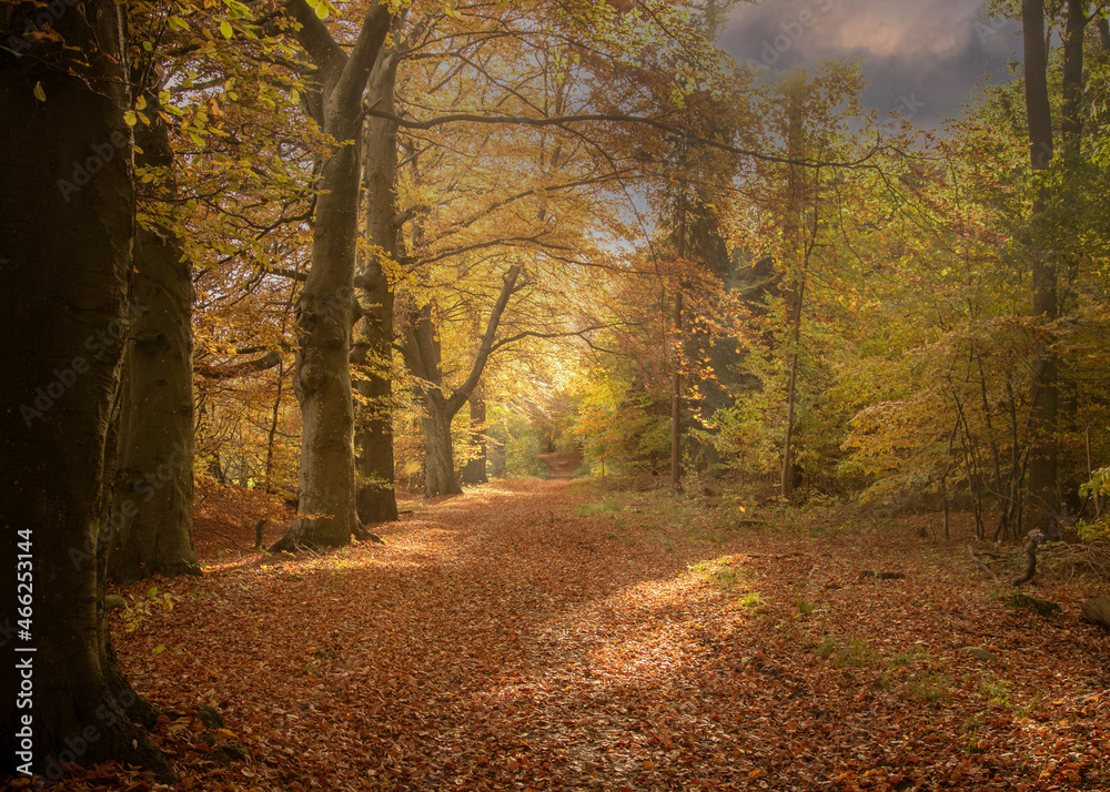 autumn colours in the forest
