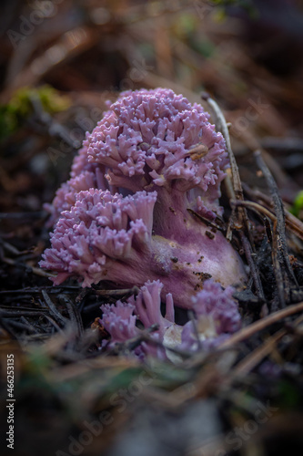 Clavaria zollingeri AKA violet coral or the magenta coral growing in the forest with sunrays bursting through the cannopy of the forest  photo