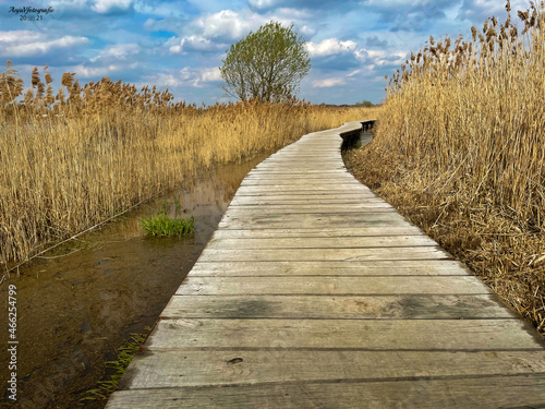 boardwalk in the dunes