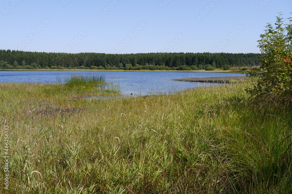 Schilf Hirschler Teich Oberharz Schilf Hirschler Teich Oberharz