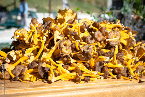 Pile of chanterelles - 
Craterellus tubaeformis after foraging for wild mushrooms in the forest photo