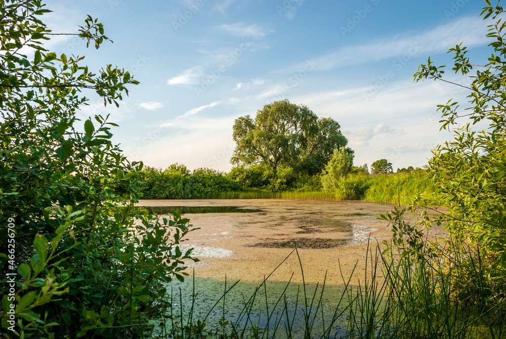Obraz premium Pond and trees in the rays of the morning sun and blue sky with clouds