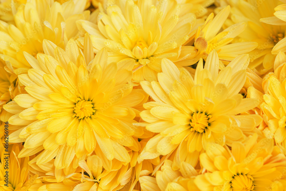 Yellow chrysanthemum flowers with dew drops close up as a beautiful nature background. Fall theme concept. Selective focus Yellow chrysanthemum flowers with dew drops close up as a beautiful nature background. Fall theme concept. Selective focus