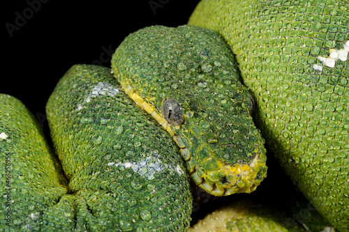 Emerald tree boa (Corallus caninus) on a black background photo