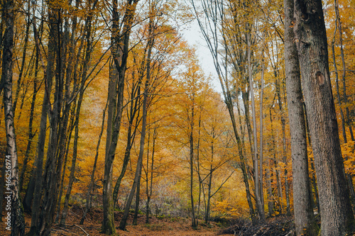 autumn in the forest © Raquel Neufeld
