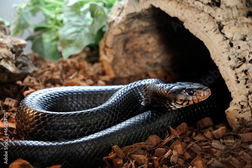 Eastern Indigo Snake (Drymarchon couperi) in his cage photo