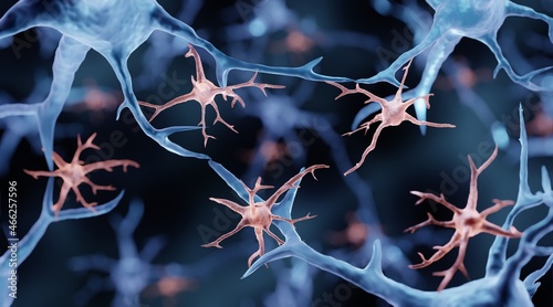 Microglia are immune cells in the brain photo