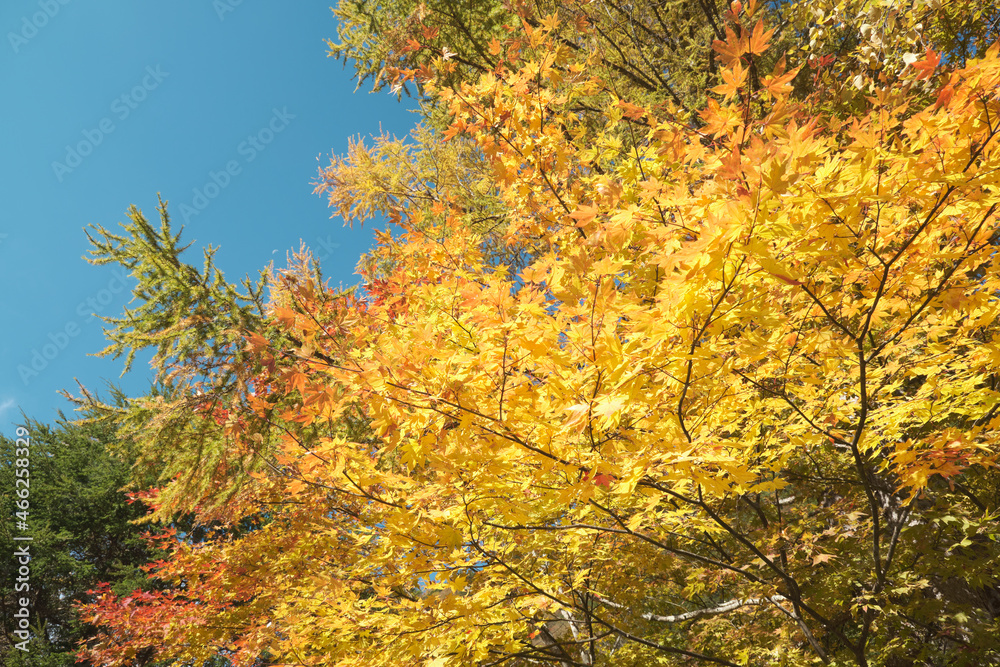 秋の紅葉した高瀬渓谷 秋の紅葉した高瀬渓谷