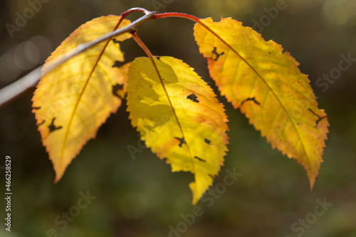 autumn leaves on a tree