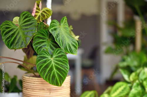 Beautiful topical 'Philodendron Verrucosum' houseplant with dark green veined velvety leaves in basket flower pot with copy space photo