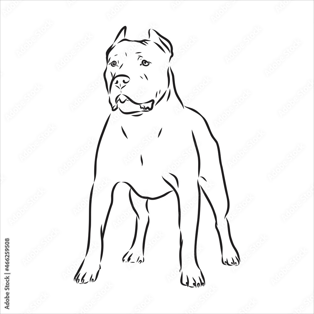 Fototapeta premium Vector sketch drawing pitbull barking pit bull terrier dog vector