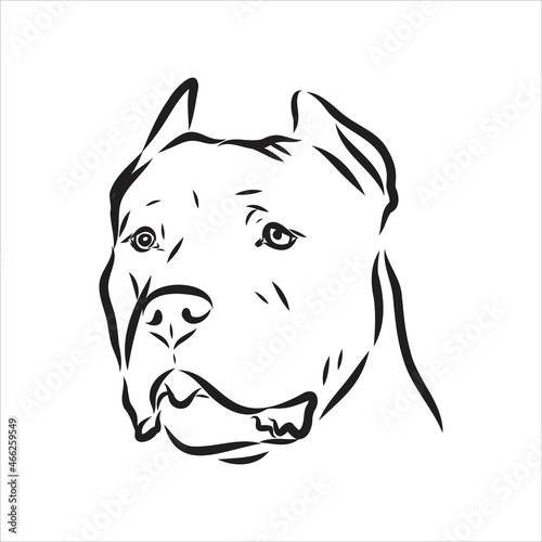 Vector sketch drawing pitbull barking pit bull terrier dog vector