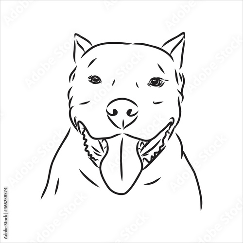 Vector sketch drawing pitbull barking pit bull terrier dog vector