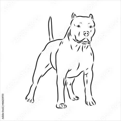 Vector sketch drawing pitbull barking pit bull terrier dog vector