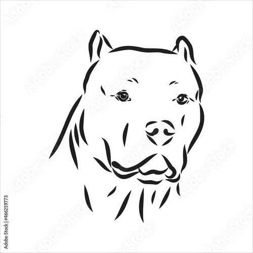 Vector sketch drawing pitbull barking pit bull terrier dog vector