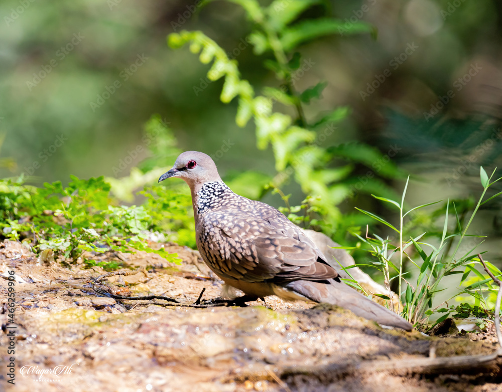 Obraz premium dove on the grass